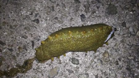 アジング終盤戦