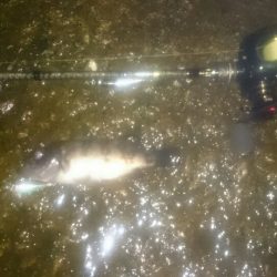 ベイトフィネスメバルプラッギングポンポン