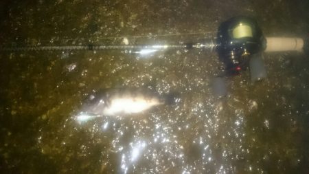 ベイトフィネスメバルプラッギングポンポン