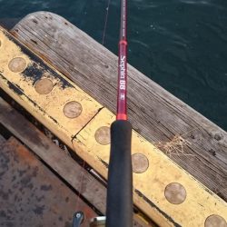 タチウオ渋いし小さい