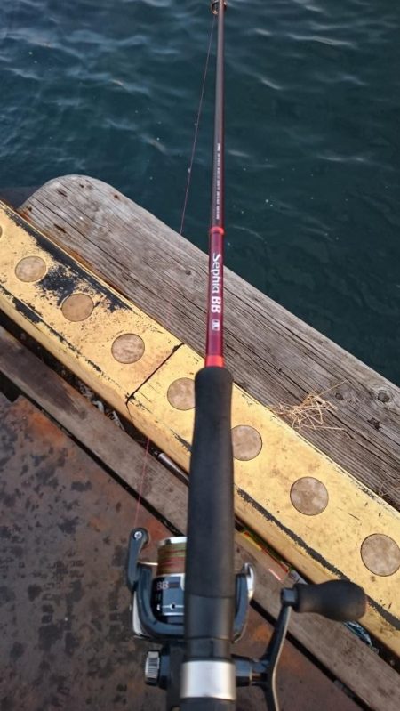 タチウオ渋いし小さい