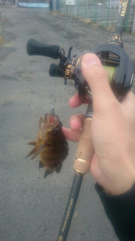 日中のマイクロゲーム