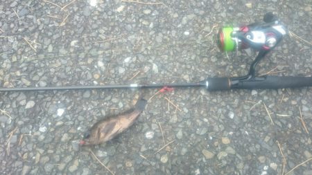 ライトワインド最初からやっておけば。。。