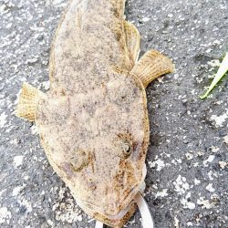 港内、ガルプワームで３種ヒットしました。