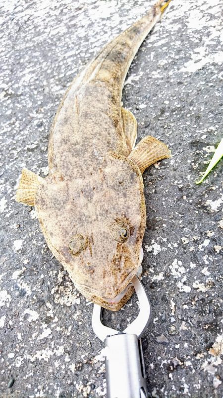 港内、ガルプワームで３種ヒットしました。