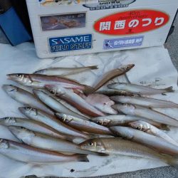 東二見の落ちギスが活発です