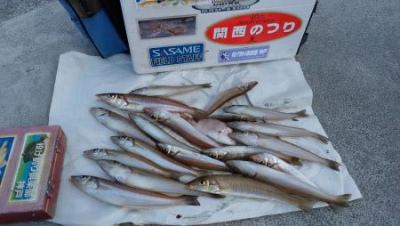 東二見の落ちギスが活発です