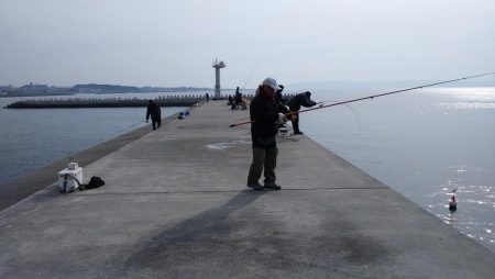 東二見白灯台波止で落ちギス調査