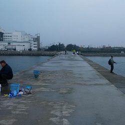 東二見白灯台波止へ落ちギス調査