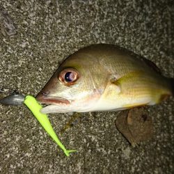 湾内で初夜釣り