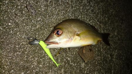 湾内で初夜釣り