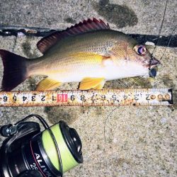 夕マズメ、港奥で３種ヒットしました。