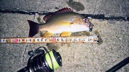 夕マズメ、港奥で３種ヒットしました。