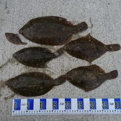 カレイ釣り、落ちギス釣り