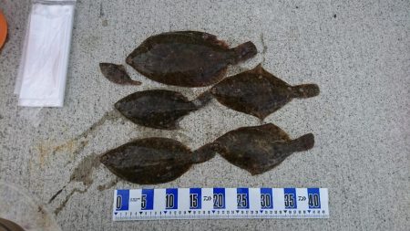 カレイ釣り、落ちギス釣り