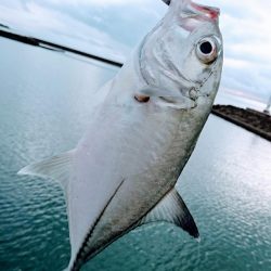 朝練、ターポンに嫌われガーラ狙い