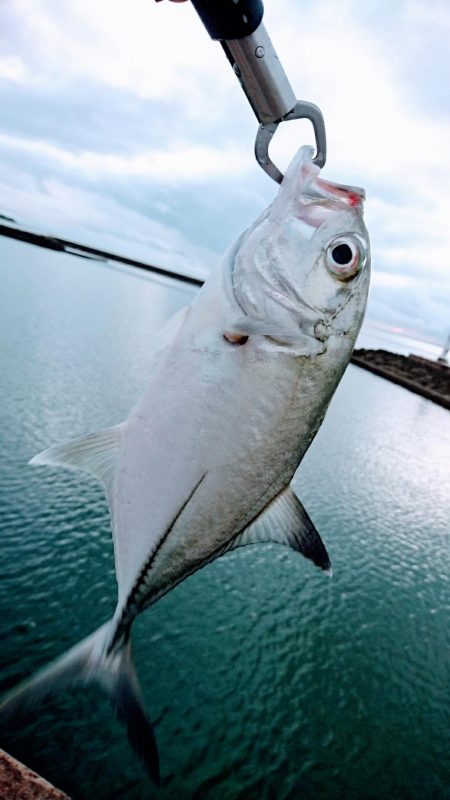 朝練、ターポンに嫌われガーラ狙い