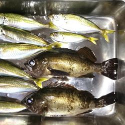 アジング&メバリング