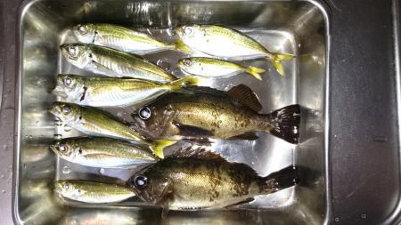 アジング&メバリング