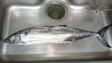 EEBISUでブリラッシュ