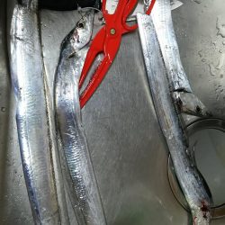 今日もタチウオ