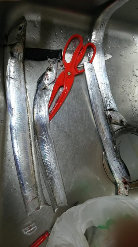 今日もタチウオ