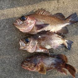 ライトゲーム調査