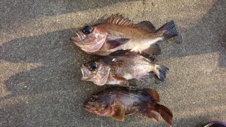 ライトゲーム調査