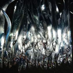 松山 オフショアタチウオ大爆釣!