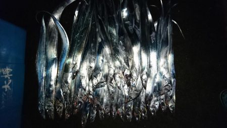 松山 オフショアタチウオ大爆釣!