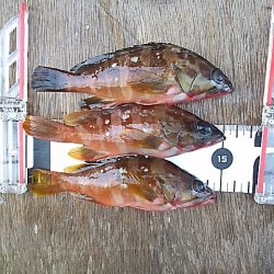 イカ不発も根魚祭り