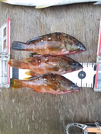 イカ不発も根魚祭り