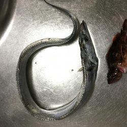 バイブレーションでタチウオ(ハリスなし笑)