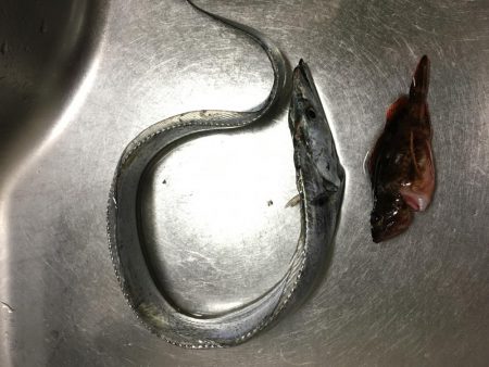 バイブレーションでタチウオ(ハリスなし笑)