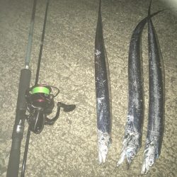 今日も太刀魚狩り