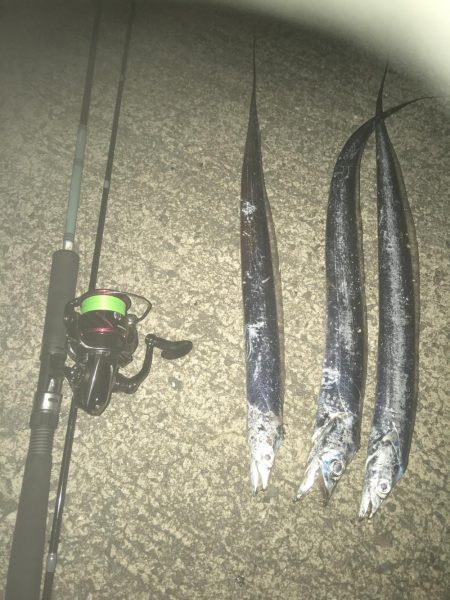 今日も太刀魚狩り