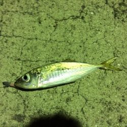 ロックフィッシュ