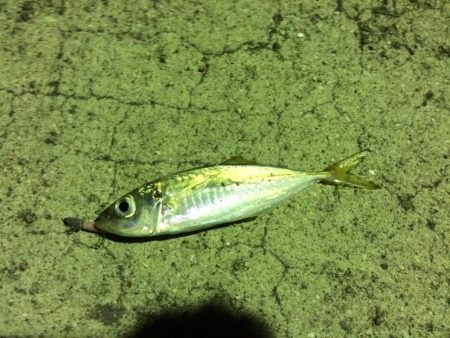 ロックフィッシュ