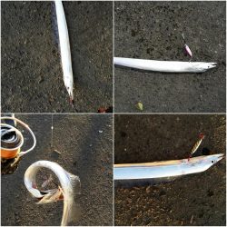 太刀魚道場入門