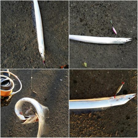 太刀魚道場入門