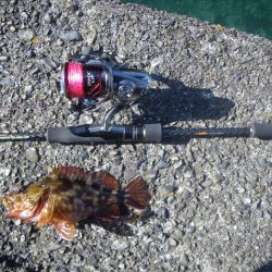 オオモンハタ遠征2