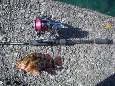 オオモンハタ遠征2