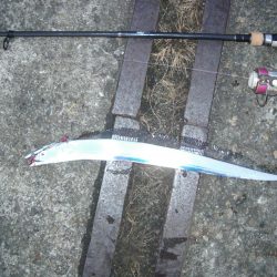 ｻｰﾍﾞﾘﾝｸﾞ