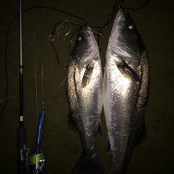 今シーズンラストシーバス？