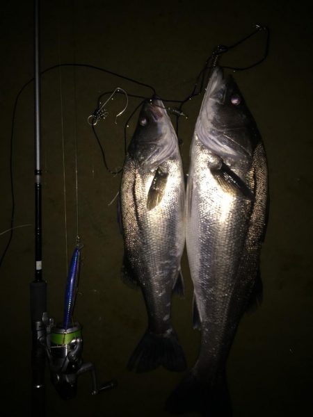 今シーズンラストシーバス？