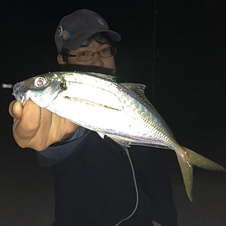 アジ良型連発！