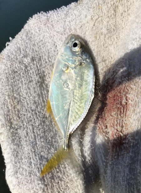 夜練から朝練！