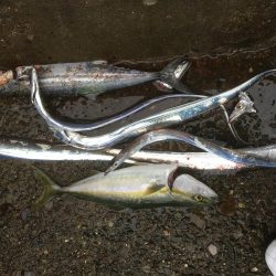 青物ハンティング♫