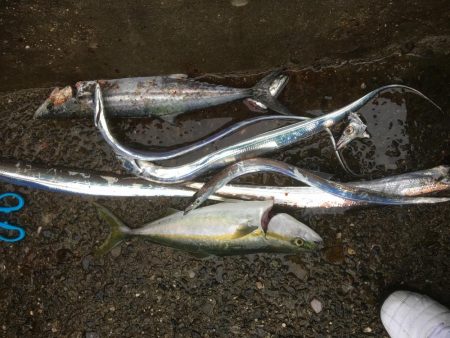 青物ハンティング♫