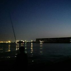 タチウオつれず、グレが。